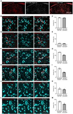 Voltage-gated calcium channel subunit α2δ-1 in spinal dorsal horn neurons contributes to aberrant excitatory synaptic transmission and mechanical hypersensitivity after peripheral nerve injury